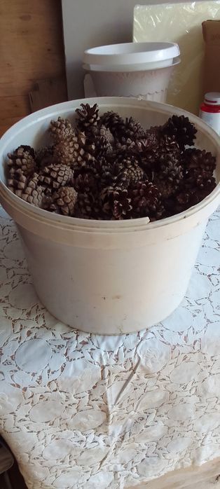 Продам сосновые шишки на самовар.