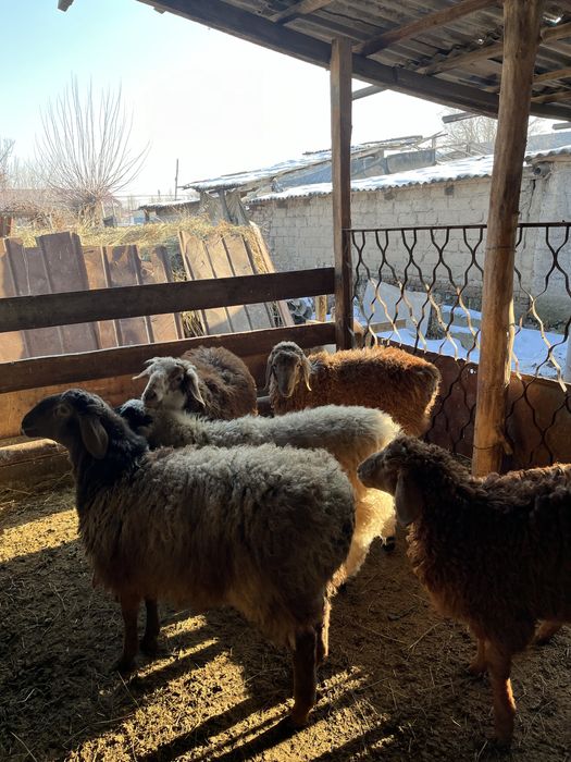 Семіз тоқтылар сатылады