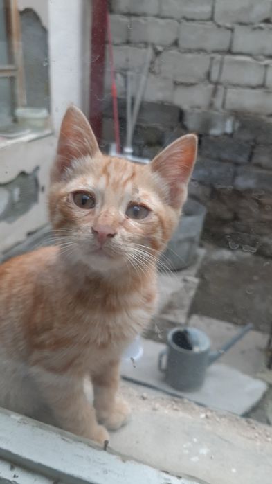 Отдаются котята даром