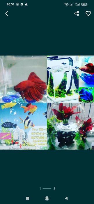 Рыбки в Афалине. Навои Торайгырова