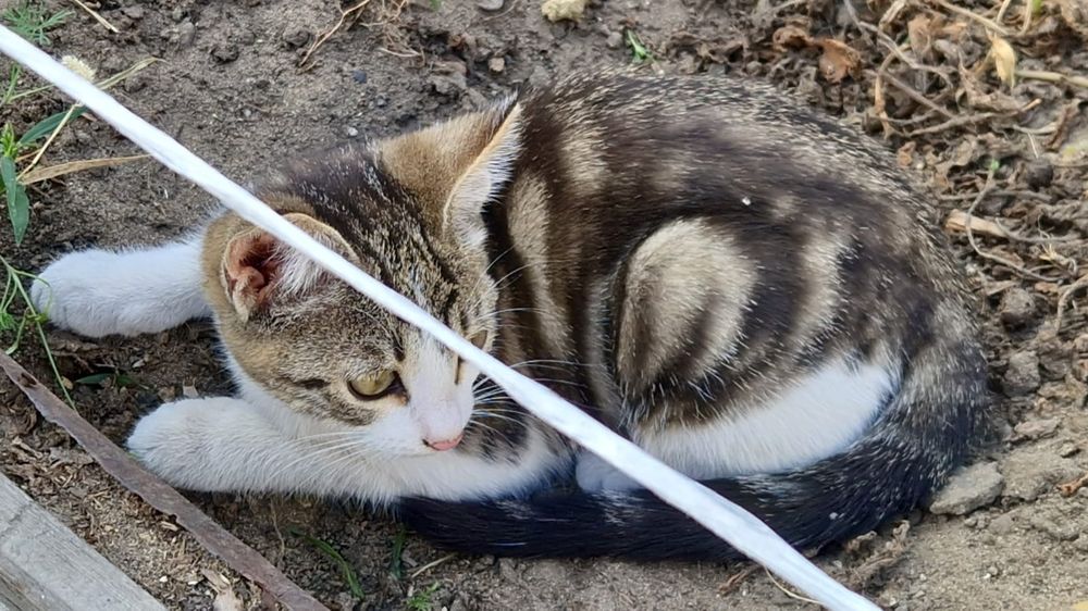 Отдам котят город Семей