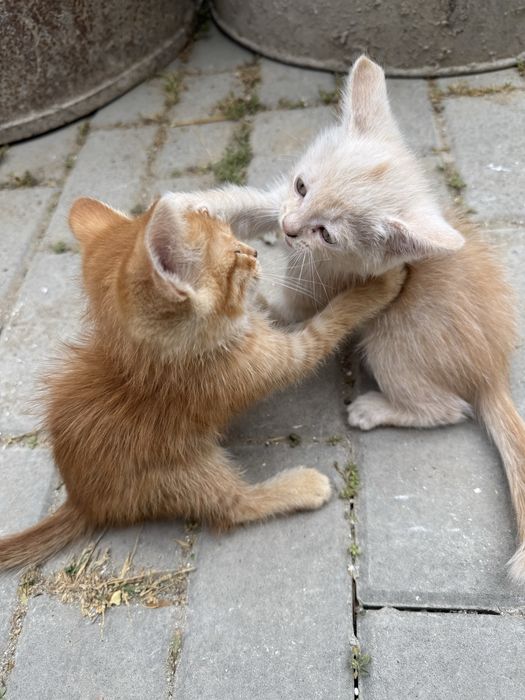 Котята ищут дом