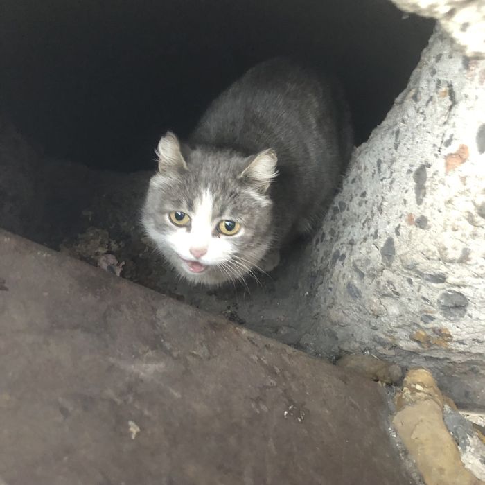 Бездомные животные .