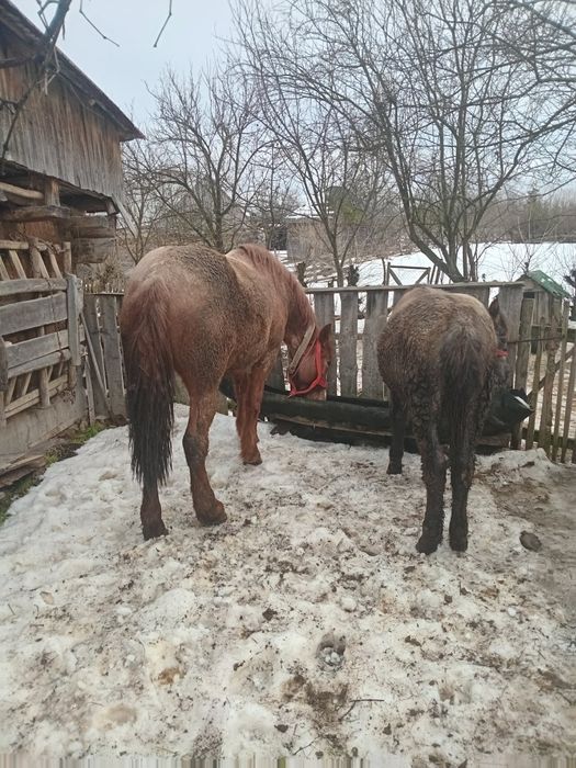Vând două mânze ..