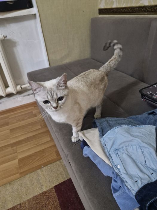 Кошечка. Шотландка.