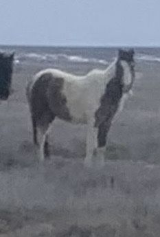 Ала ұрғашы байтал сатылады