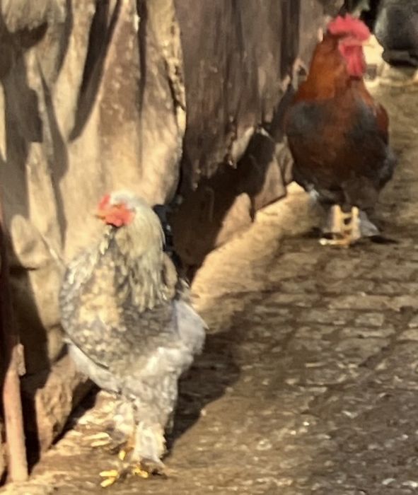 Млади домашни петли