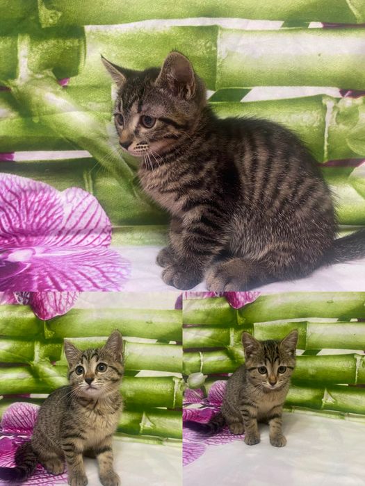 Отдам даром котят