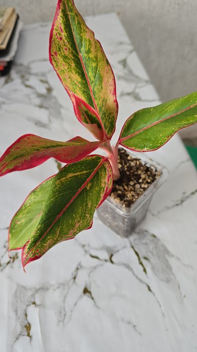 Комнатный цветок 'Аглонема'