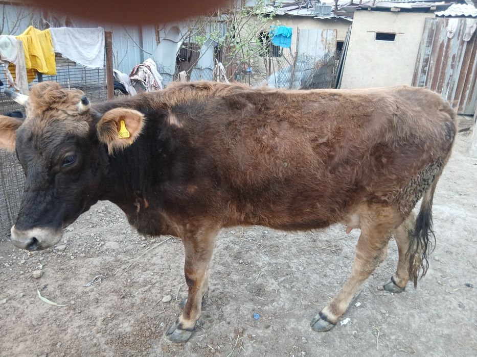 Продам алатау телку первый отель