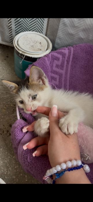 dau un pui de pisic mic se o luna spre adoptie