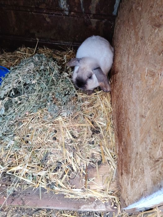 Berbec pitic. Fetite și baieti