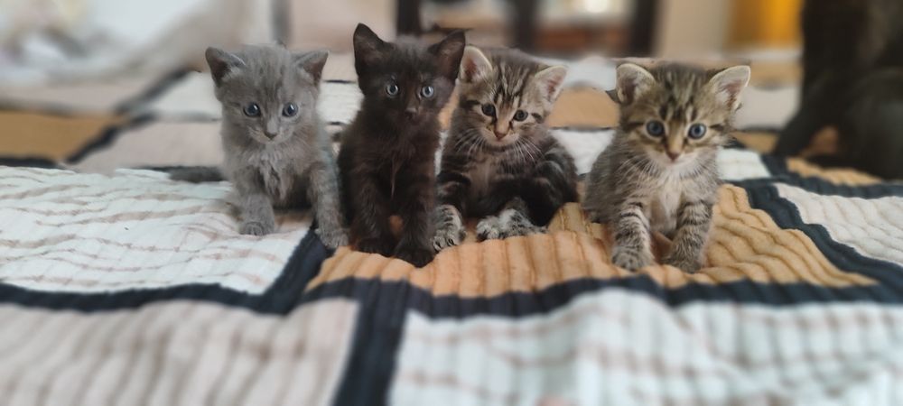 Мурлыкающие комочки счастья ищут дом