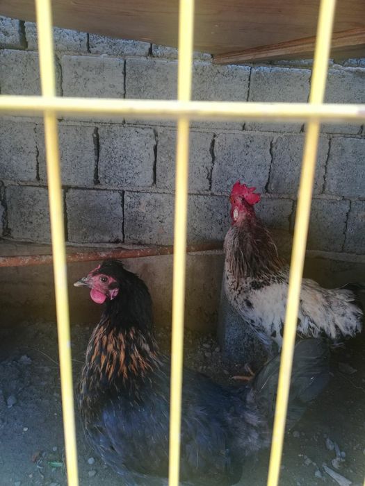 Продается домашние питухи и куры.  Хонаки товук ва хурозлар сотилади