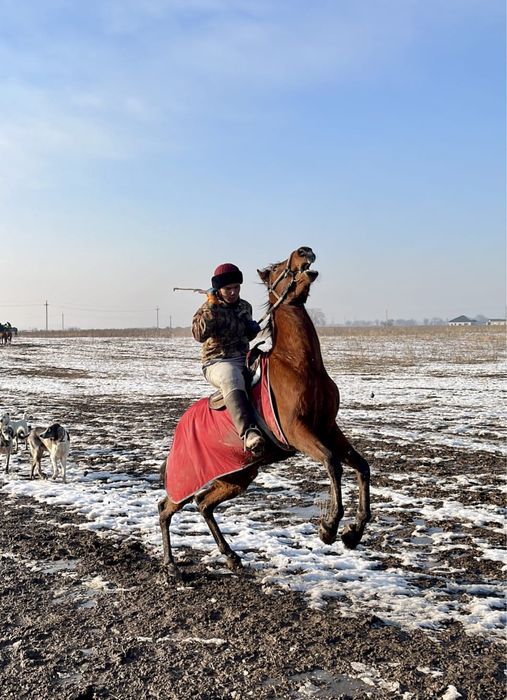 продам лошадь айгыр жеребец