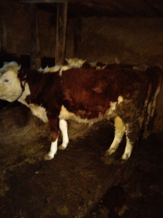 Қашар сатам продам