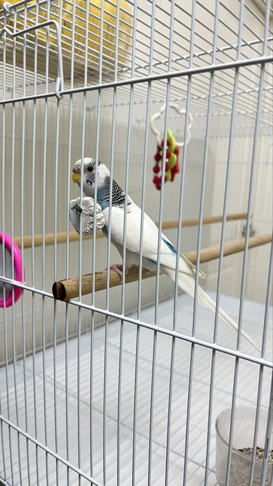 Продаем волнистого попугая Кузя