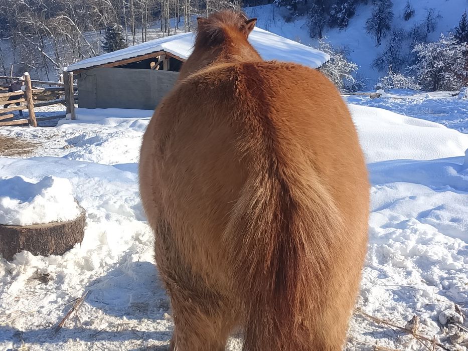 Продам мерина 6 лет