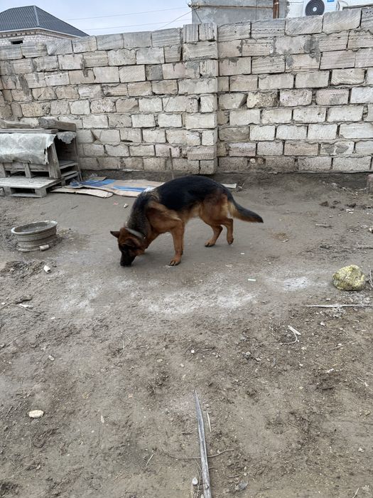 немецкая овчарка