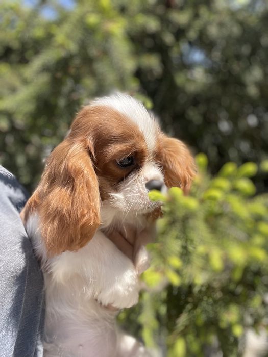 Кавалерчики спаниельки