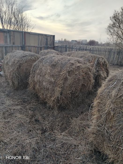 Продам сено луговое.