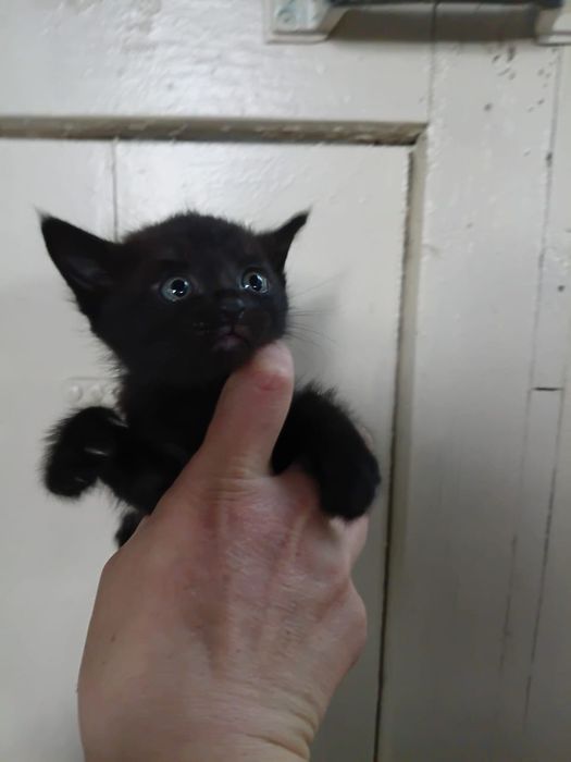 2 котёнка в добрые руки