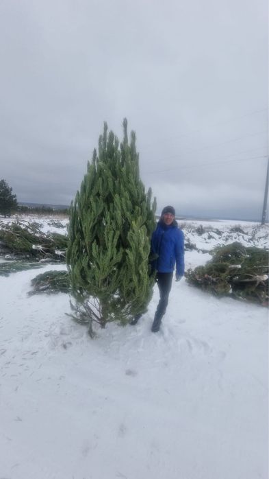 Елки новогодние