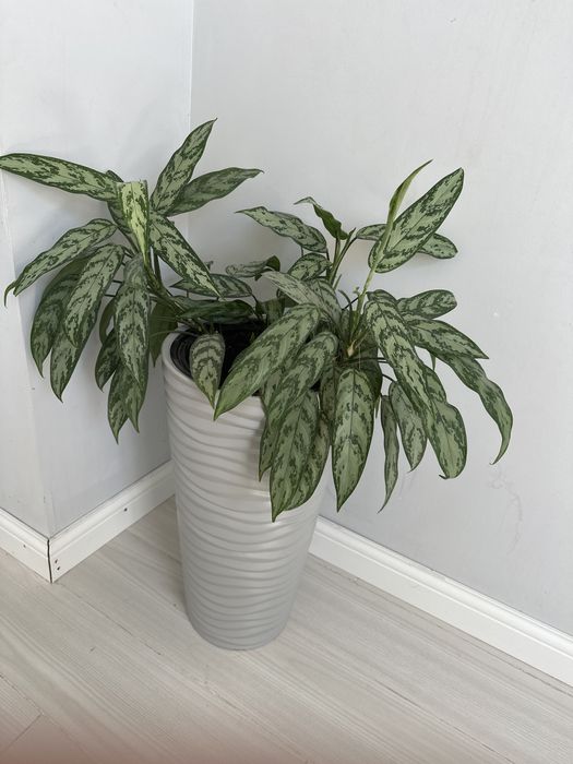 Комнатные цветы на выбор