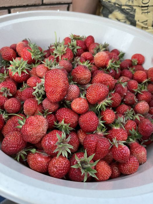 Саженцы клубники