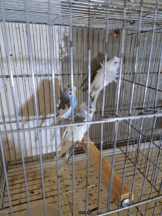 Volnistiy popugay va babochka