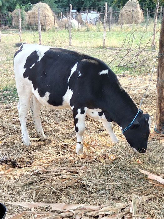 De vânzare două vițele