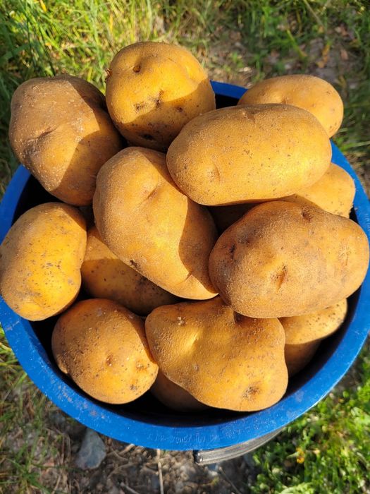 Продам картошку ведро
