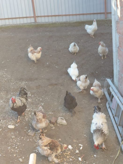 Cocoși și găini brahman