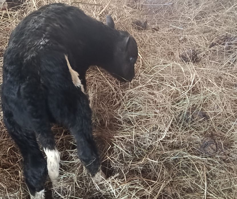 Продам телёнка бычок.