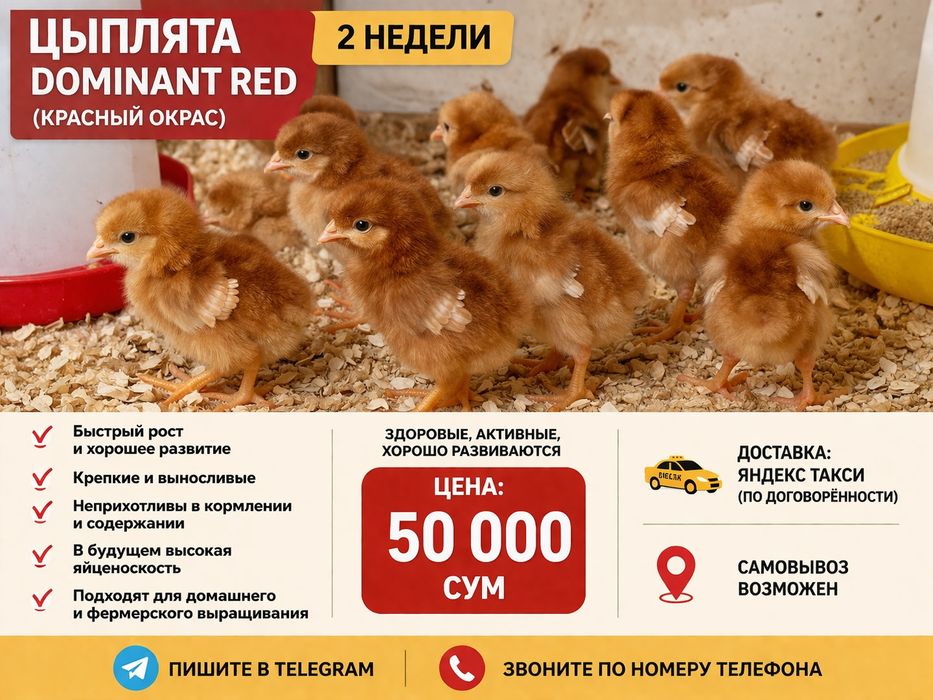 Цыплята Dominant Red красный окрас