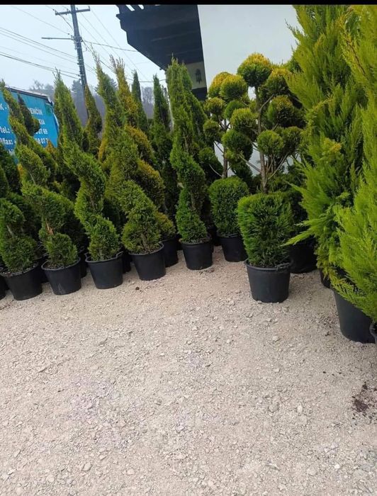 Plante naturale ornamentale pentru gradina ta