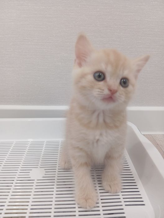 Продадим котёнка Скоттиш-страйт