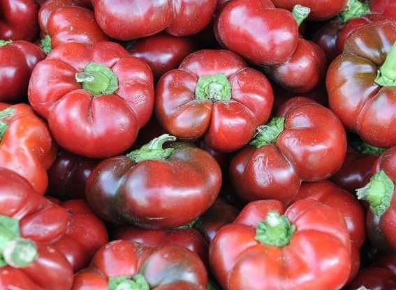 vand seminte de ardei gras, gogosar , capia