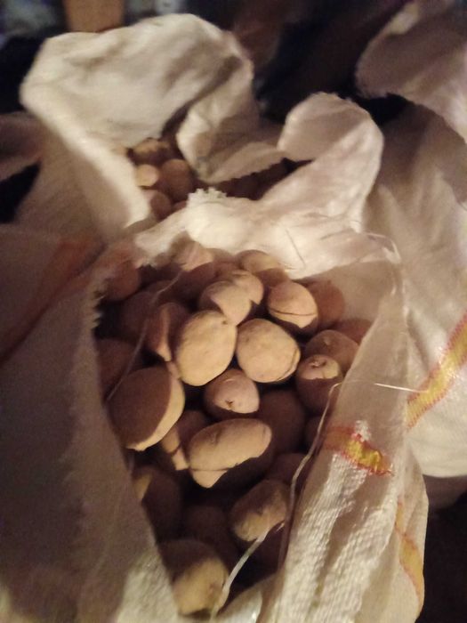 Cartofi de sămânță roșii