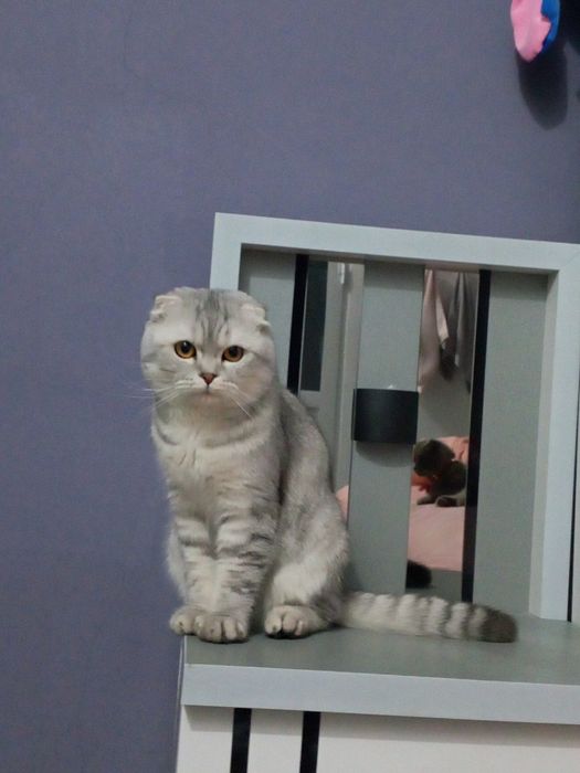 Mushuk  bolasi bor