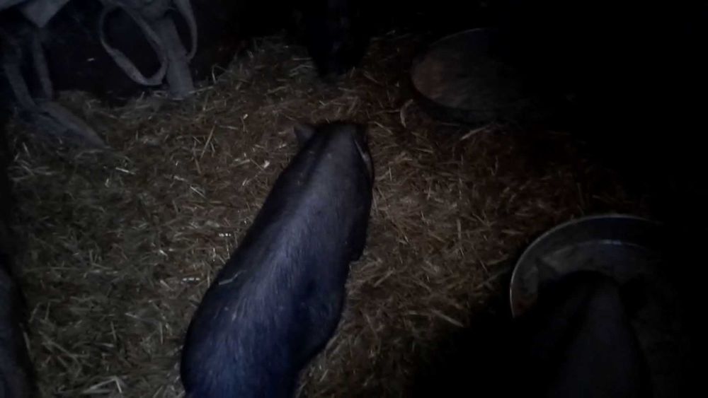 Продавам виетнамски прасета