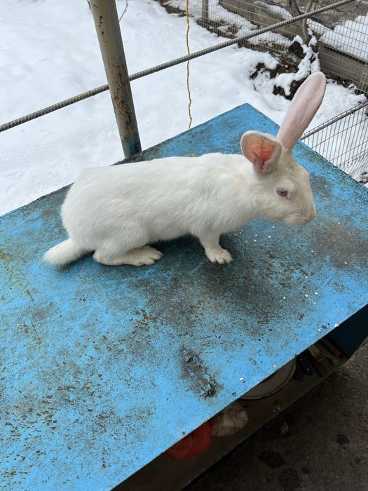 Hikol quyon Хикол кролик