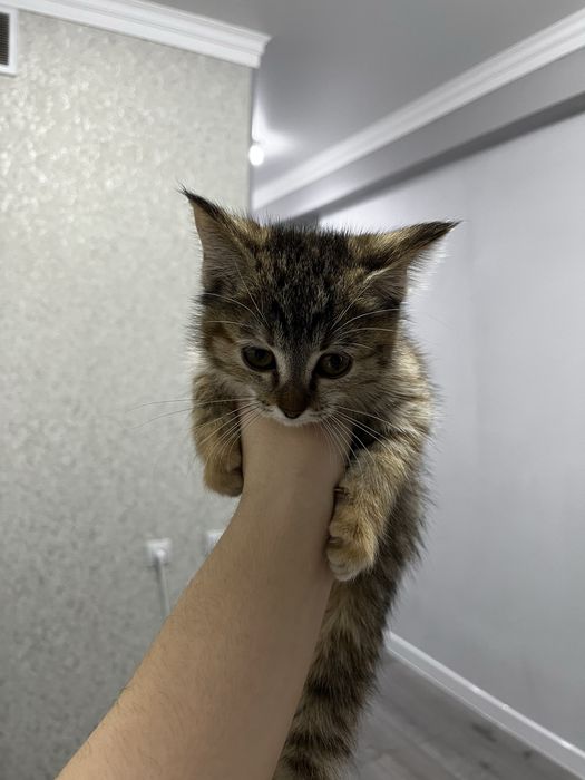 Отдав в хорошие руки двух котят