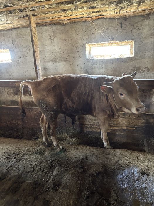 Бұқа сатам торг жоқ