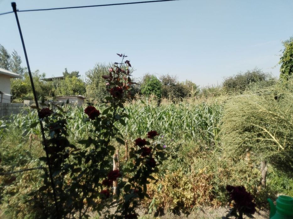 Uchastka sotiladi uyimizi xamma sharoitlari bor