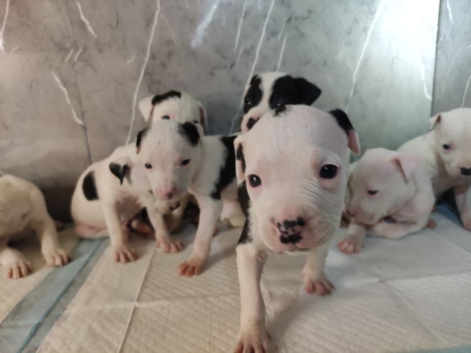 Очаровательные щенки