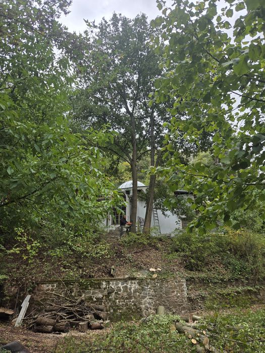 Рязане и кастрене на опасни дървета