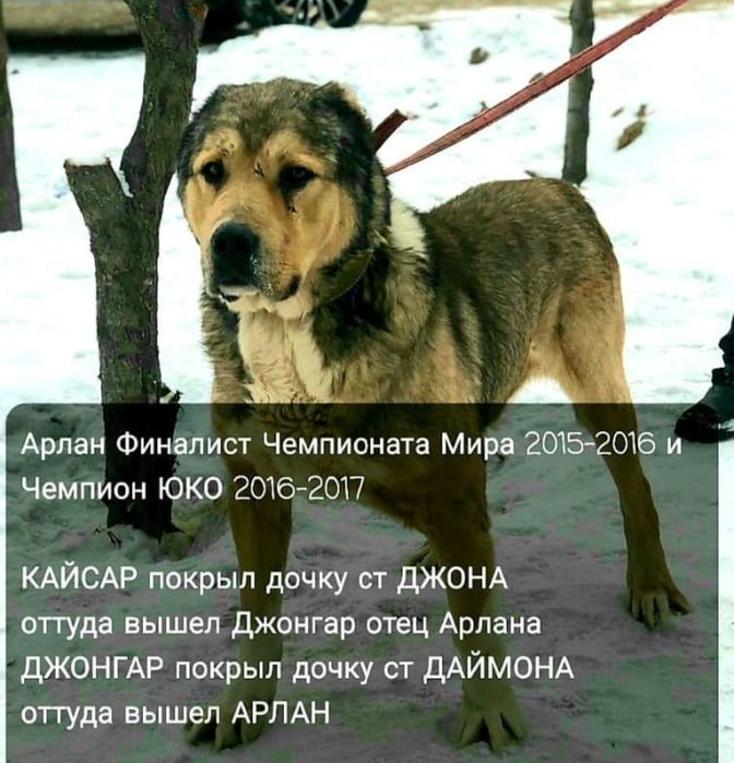 Алабай, САО, Собака