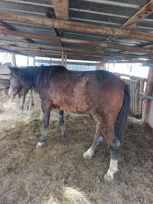 3жасар байтал каны бар