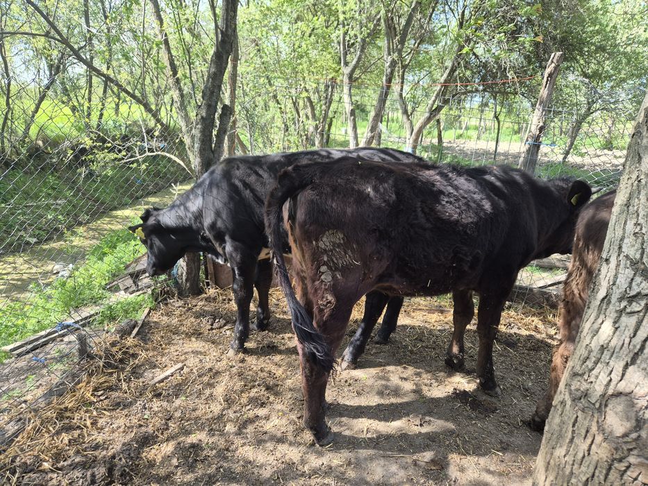 Vand 4 vitele si un tauras